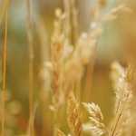 焚き火女子　奈良県　香芝市　2026年04月13日